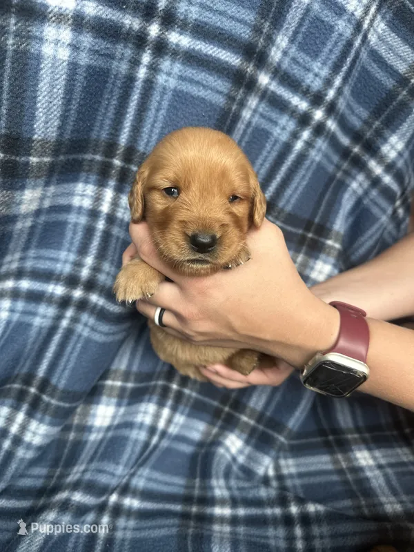 Vernon – Golden Retriever puppy for sale in Canton, SD