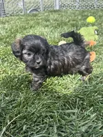 Reese, a female Shihpoo for sale in Canton, SD – 6 of 10