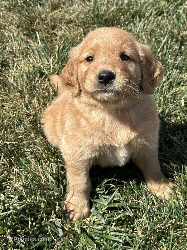 Viggo – Golden Retriever puppy for sale in Canton, SD