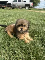 West, a female Shorkie for sale in Canton, SD – 3 of 6