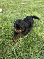 Cesar, a male Shihpoo for sale in Canton, SD – 2 of 10