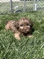 Roberto, a male Shihpoo for sale in Canton, SD – 7 of 8