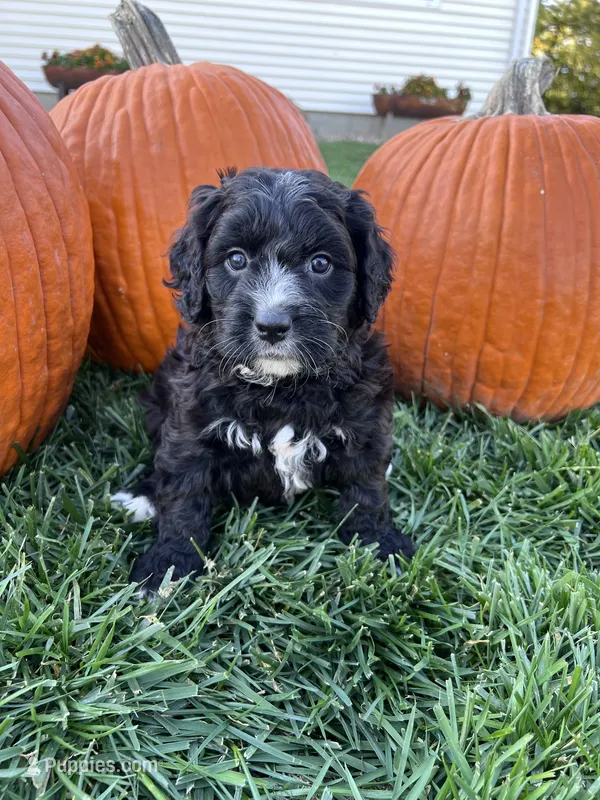 Joy – Miniature Bernedoodle puppy for sale in Canton, SD