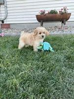 Dani, a female Cockapoo for sale in Canton, SD – 9 of 9