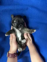 Sasha, a female Shorkie for sale in Canton, SD – 2 of 5