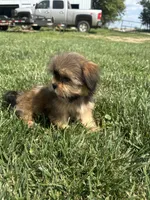 West, a female Shorkie for sale in Canton, SD – 6 of 6