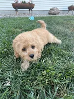 Dottie, a female Cockapoo for sale in Canton, SD – 2 of 7