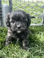Reese, a female Shihpoo for sale in Canton, SD – 3 of 10