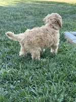 Demi, a female Cockapoo for sale in Canton, SD – 4 of 8