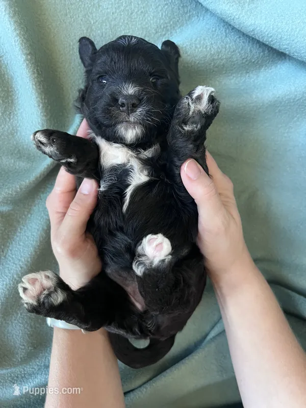 Jade – Miniature Bernedoodle puppy for sale in Canton, SD