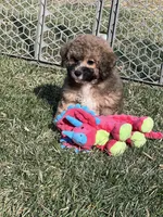 Nickel, a male Bichpoo for sale in Canton, SD – Photo 8 of 8