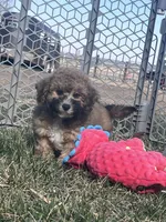 Nickel, a male Bichpoo for sale in Canton, SD – Photo 2 of 8