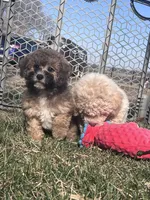 Nickel, a male Bichpoo for sale in Canton, SD – Photo 5 of 8