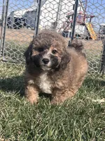 Nickel, a male Bichpoo for sale in Canton, SD – Photo 4 of 8