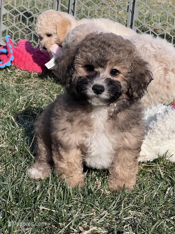 Nickel, a male Bichpoo for sale in Canton, SD – Photo 1 of 8