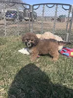 Nickel, a male Bichpoo for sale in Canton, SD – Photo 7 of 8