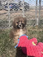 Nickel, a male Bichpoo for sale in Canton, SD – Photo 3 of 8