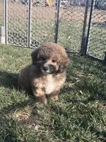 Nickel, a male Bichpoo for sale in Canton, SD – Photo 6 of 8