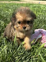 Wrenlee, a female Shorkie for sale in Canton, SD – 8 of 8