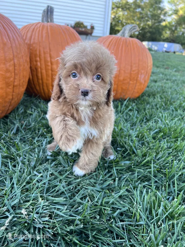 Flora – Cockapoo puppy for sale in Canton, SD