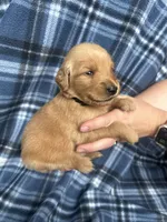 Valor, a male Golden Retriever for sale in Canton, SD – 4 of 4