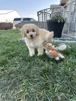 Dani, a female Cockapoo for sale in Canton, SD – 5 of 9