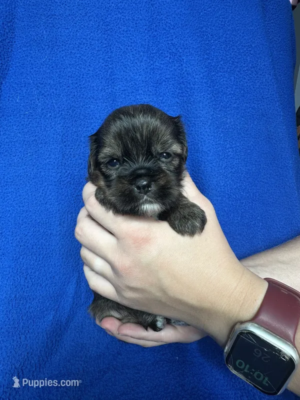 Sven – Shorkie puppy for sale in Canton, SD