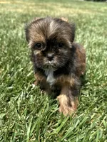 Sadie, a female Shorkie for sale in Canton, SD – 8 of 10
