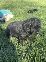 Olive, a female Cockapoo for sale in Canton, SD – 6 of 9