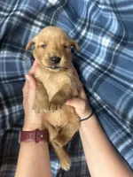 Valor, a male Golden Retriever for sale in Canton, SD – 2 of 4