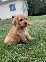 Atlas, a male Cockapoo for sale in Canton, SD – 7 of 7
