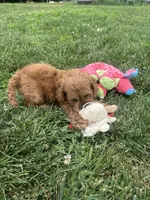 Aspen, a female Cockapoo for sale in Canton, SD – 7 of 7