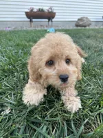 Dottie, a female Cockapoo for sale in Canton, SD – 7 of 7