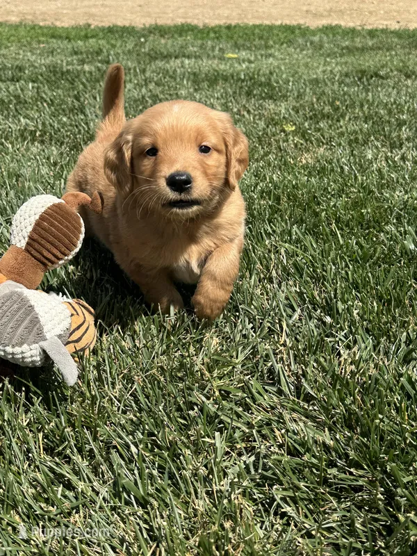 Vincent – Golden Retriever puppy for sale in Canton, SD