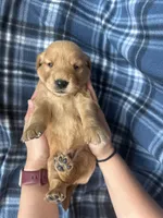 Viggo, a male Golden Retriever for sale in Canton, SD – 2 of 4