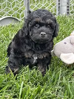 Queen, a female Cockapoo for sale in Canton, SD – 5 of 8