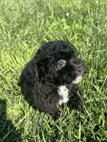 Birdie, a female Bichpoo for sale in Canton, SD – 4 of 9