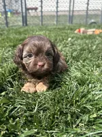 Ruby, a female Shihpoo for sale in Canton, SD – 3 of 9
