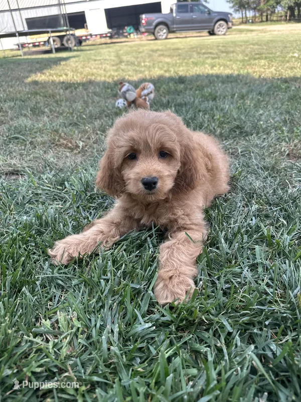 DJ – Cockapoo puppy for sale in Canton, SD