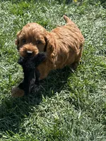 Prince , a male Miniature Goldendoodle for sale in Canton, SD – 6 of 10