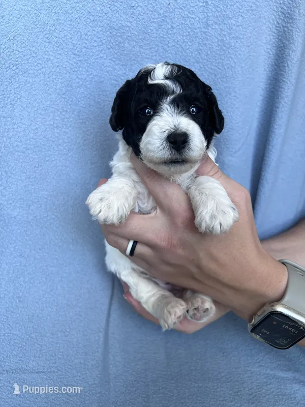 Honey – Bichpoo puppy for sale in Canton, SD