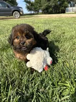 Crew, a male Shihpoo for sale in Canton, SD – 3 of 10