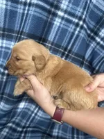 Viggo, a male Golden Retriever for sale in Canton, SD – 4 of 4