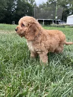 Atlas, a male Cockapoo for sale in Canton, SD – 6 of 7
