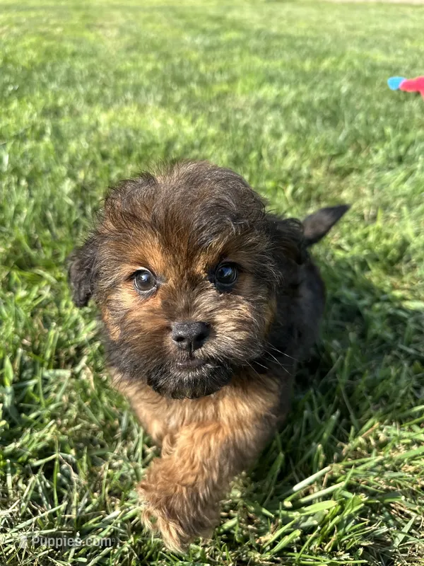 Crew – Shihpoo puppy for sale in Canton, SD