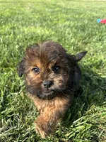 Crew, a male Shihpoo for sale in Canton, SD – 1 of 10