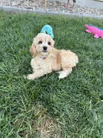 Demi, a female Cockapoo for sale in Canton, SD – 8 of 8