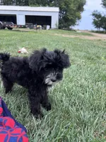 Troy, a male Yorkipoo for sale in Canton, SD – 8 of 8