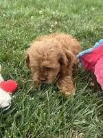 Aspen, a female Cockapoo for sale in Canton, SD – 3 of 7