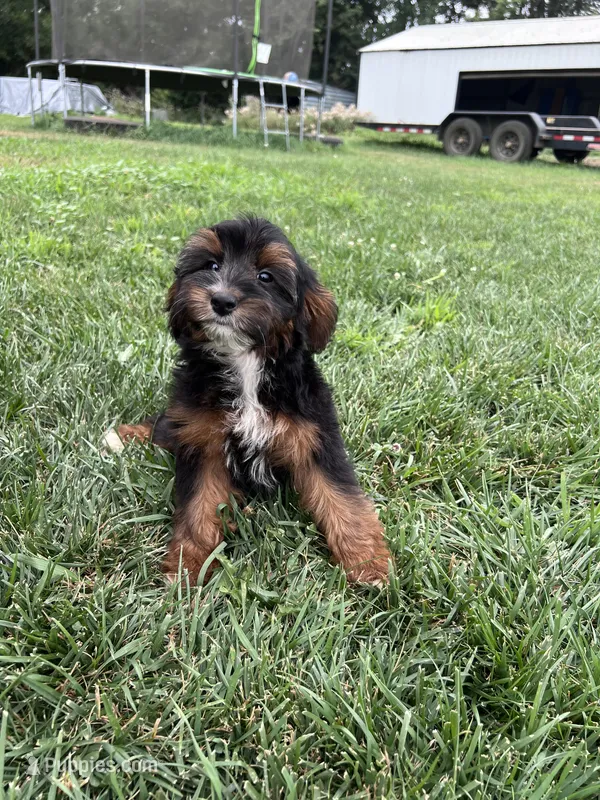 Teddy – Yorkipoo puppy for sale in Canton, SD